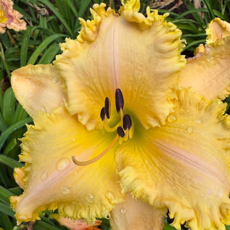 Crested Dragon daylily bloom