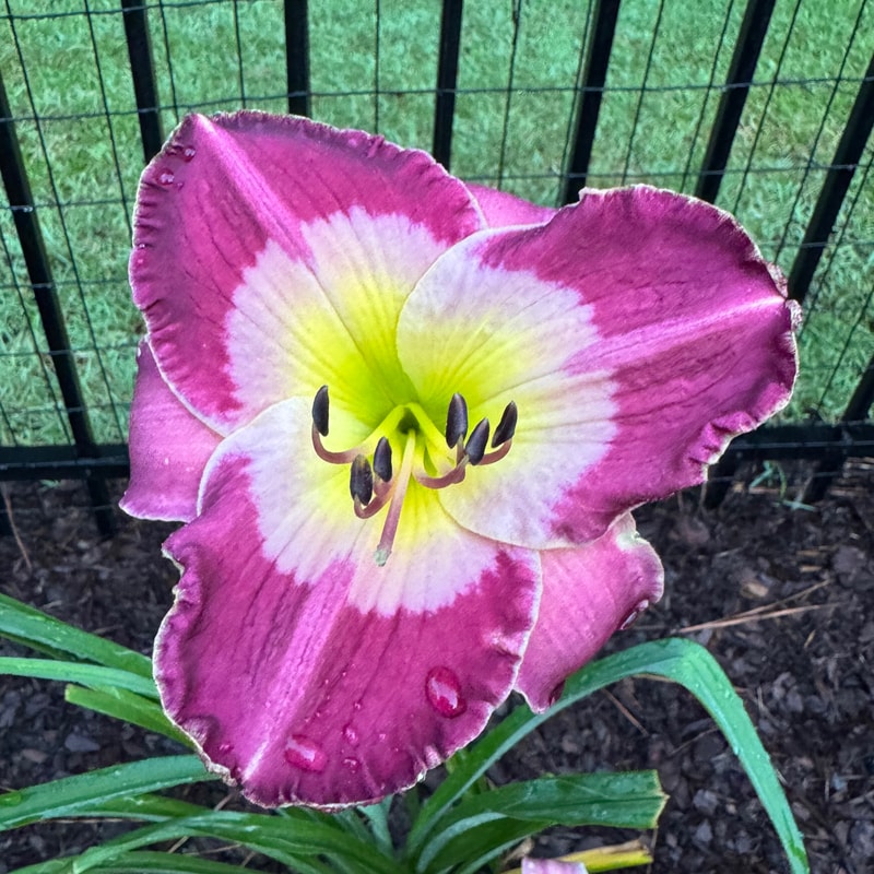 Wayfaring Stranger daylily bloom