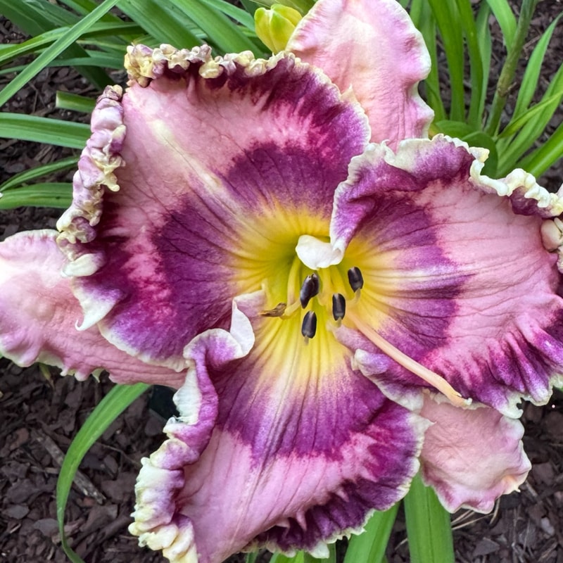 Born in California daylily bloom