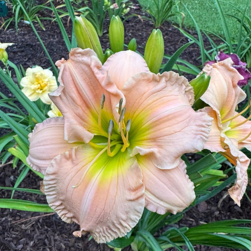 Madaline Marie Lever daylily bloom
