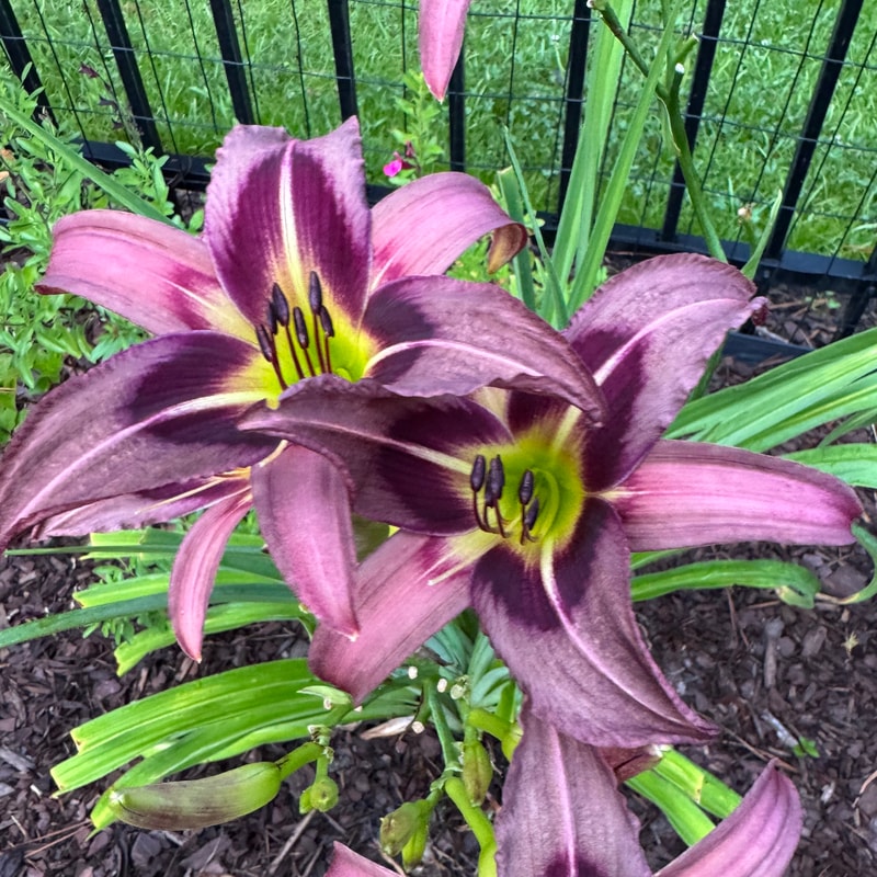 Starman's Quest daylily bloom
