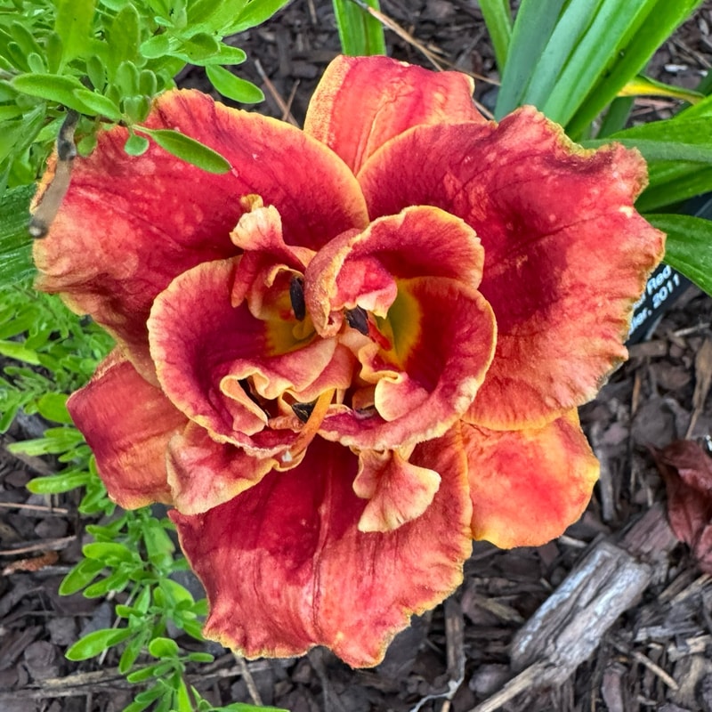 Celestial Red Hots daylily bloom