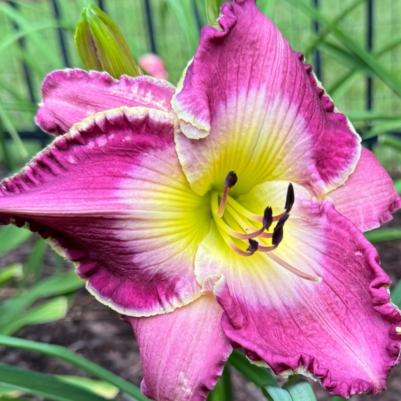 Sparkling Shiraz daylily bloom