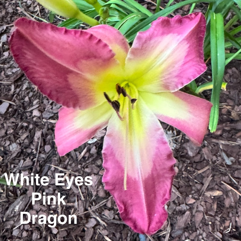 White Eyes Pink Dragon daylily bloom