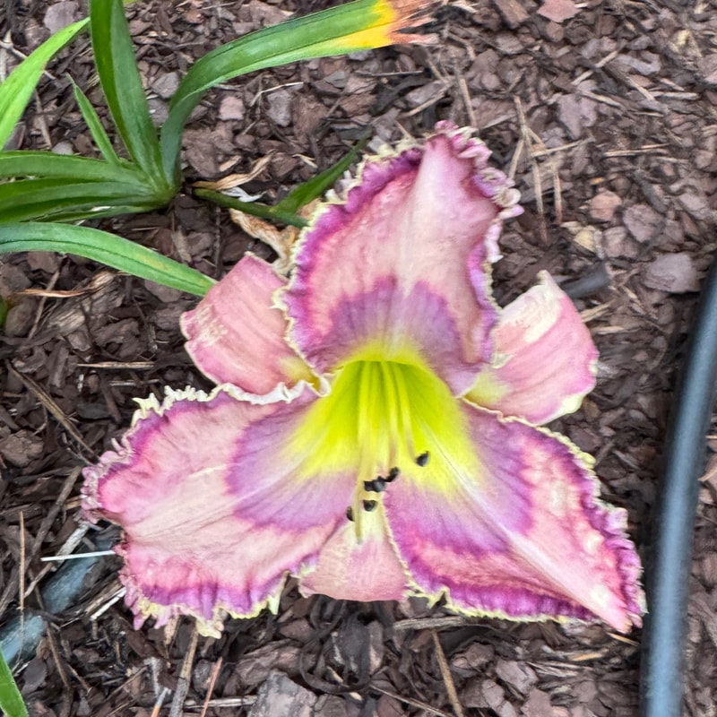 Horns and Thorns daylily bloom