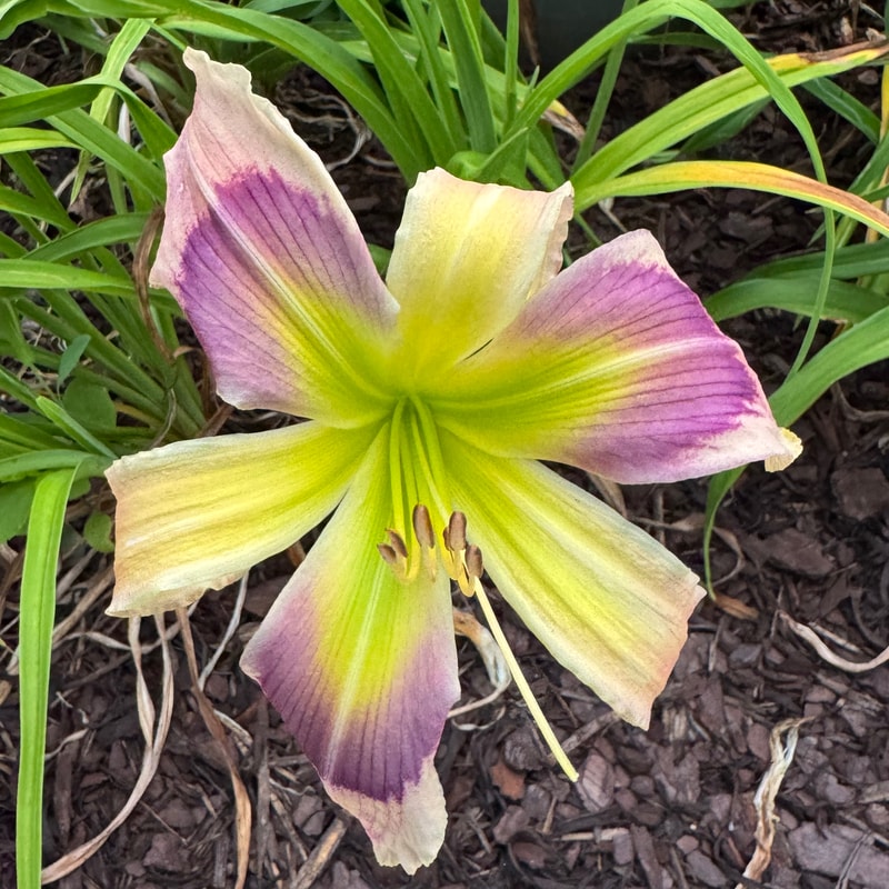 Navajo Pony daylily bloom
