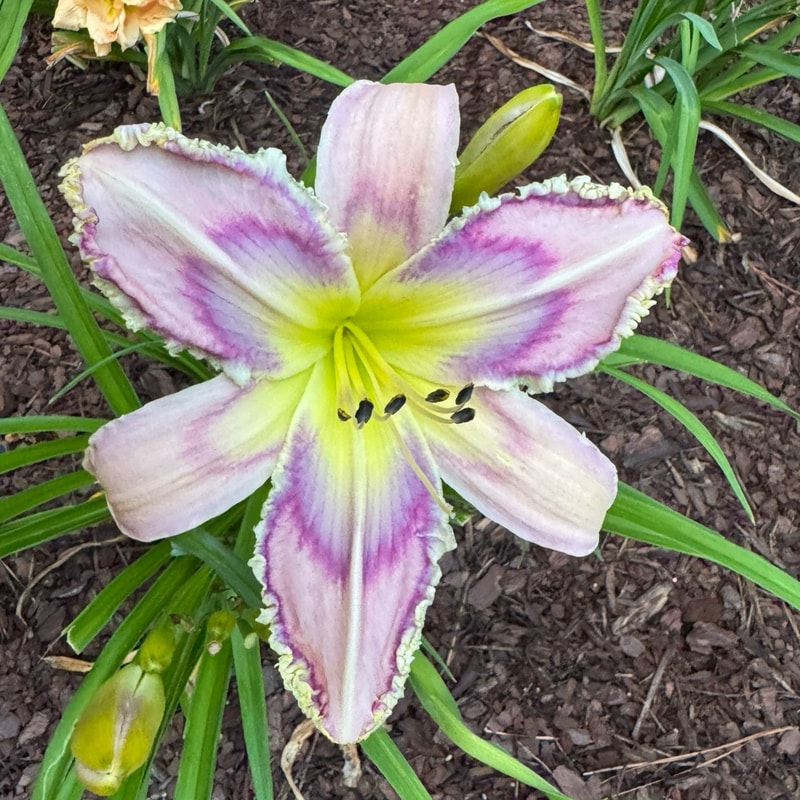 Entwined in the Vine daylily bloom