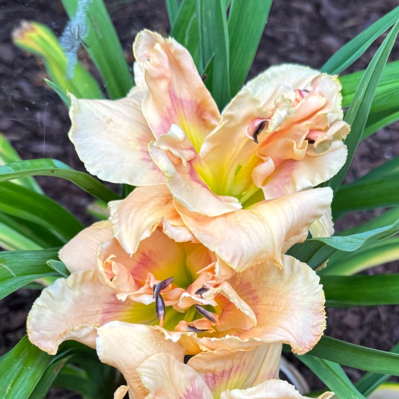 Whale of a Truffle daylily bloom