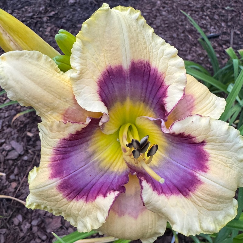 Barcode daylily bloom