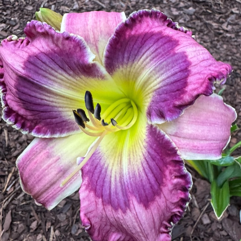 Alpha and Omega daylily bloom