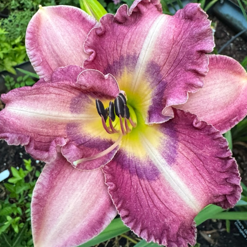 MeMe's Grins and Giggles daylily bloom