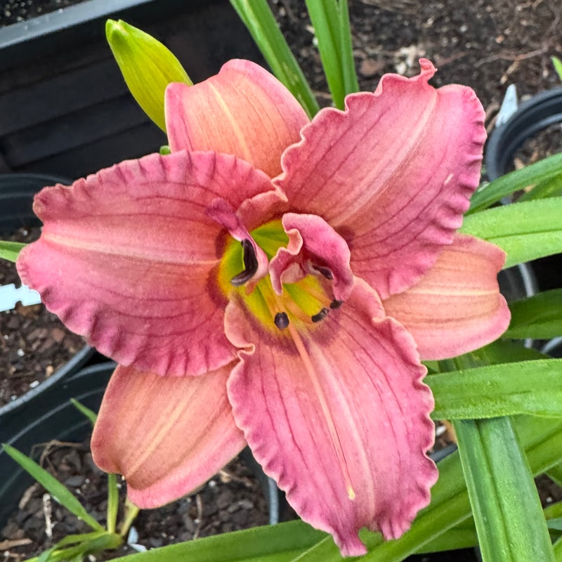 Quirky Smile daylily bloom
