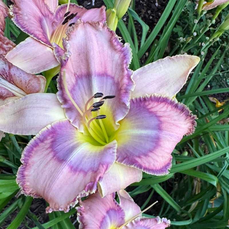 Mildred Mitchell daylily bloom