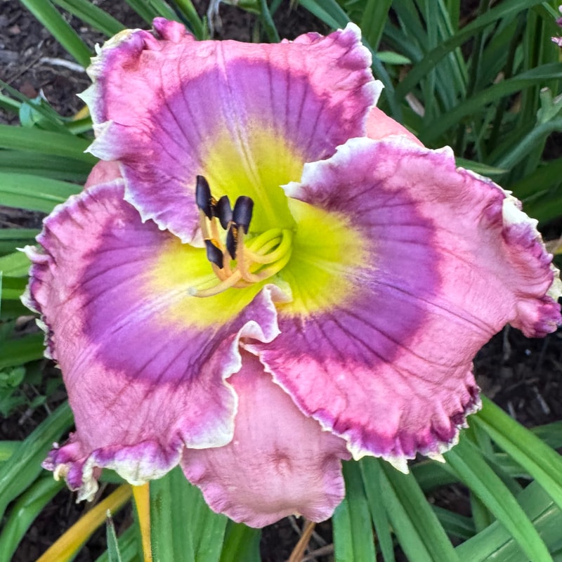 Mermaid Princess daylily bloom