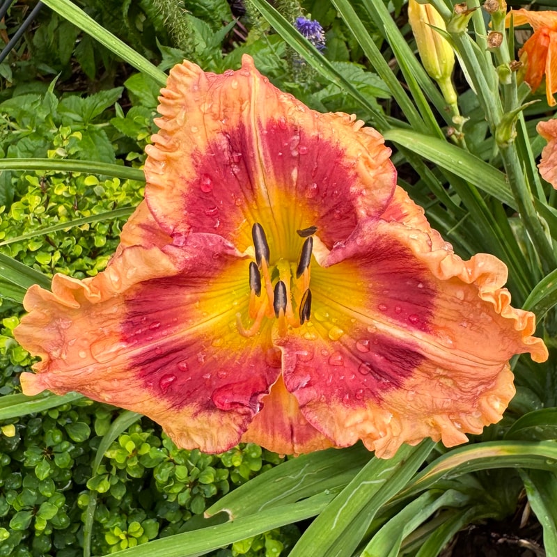 Flamboyant Eyes daylily bloom