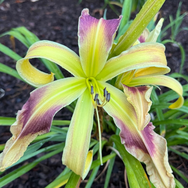 Apple Swirl daylily bloom