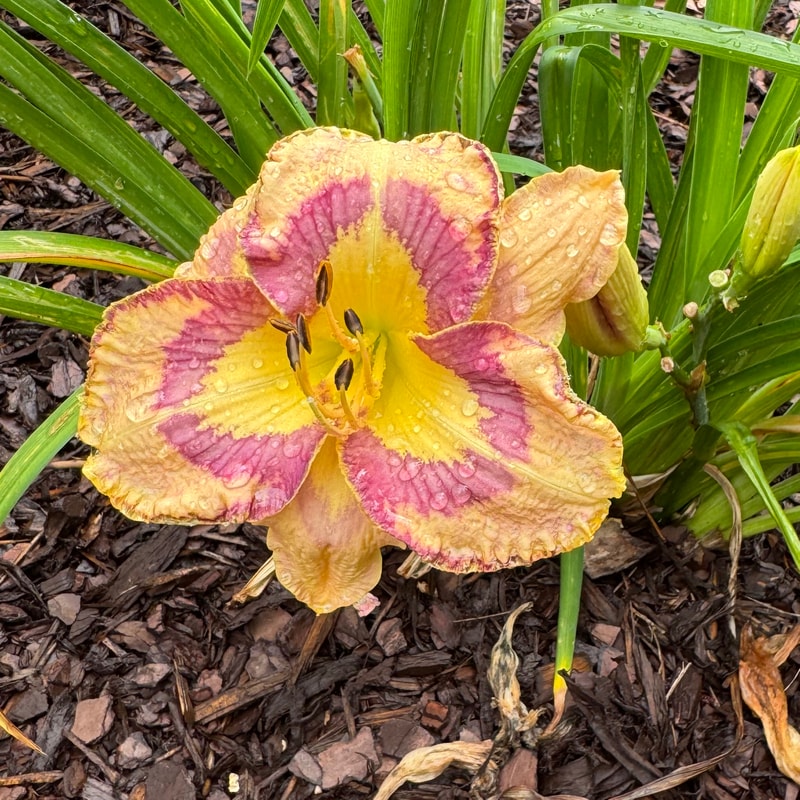 Future Prospects  daylily bloom