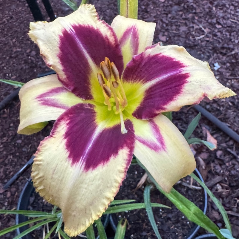 Rorschach Test daylily bloom