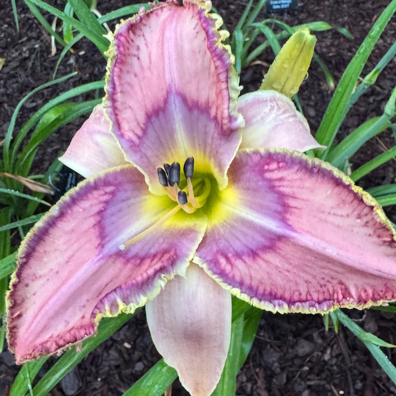Bird Talk daylily bloom