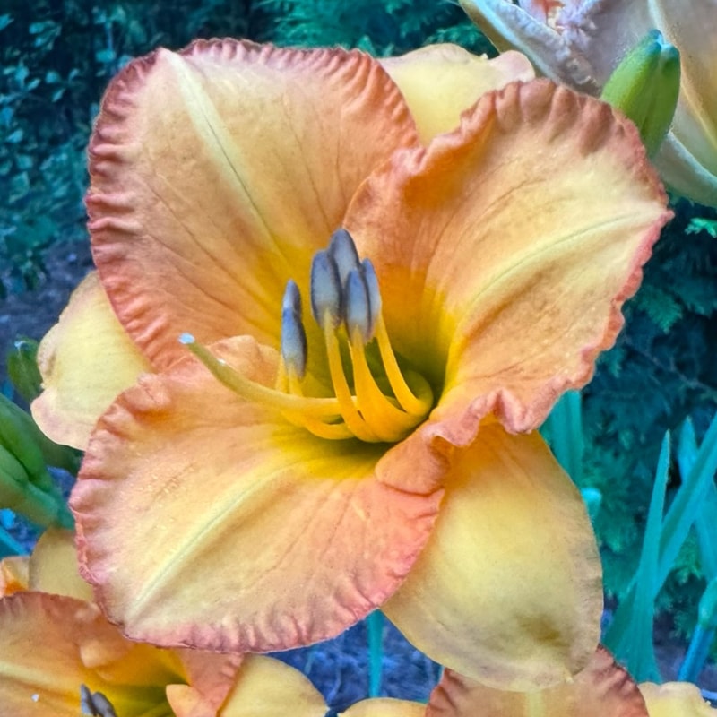 Bahama Butterscotch daylily bloom