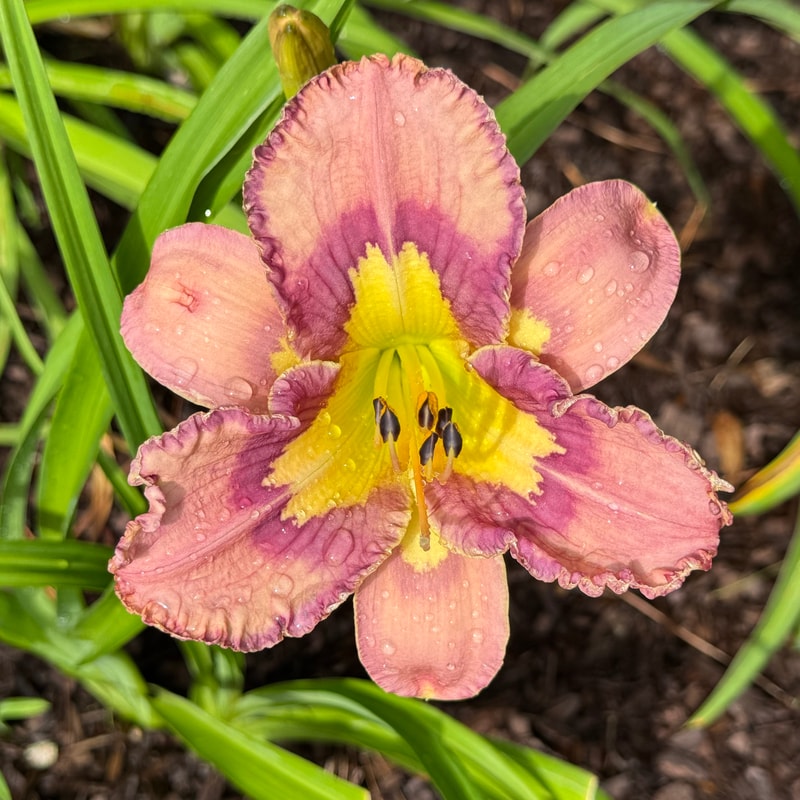 Heaven to Me daylily bloom