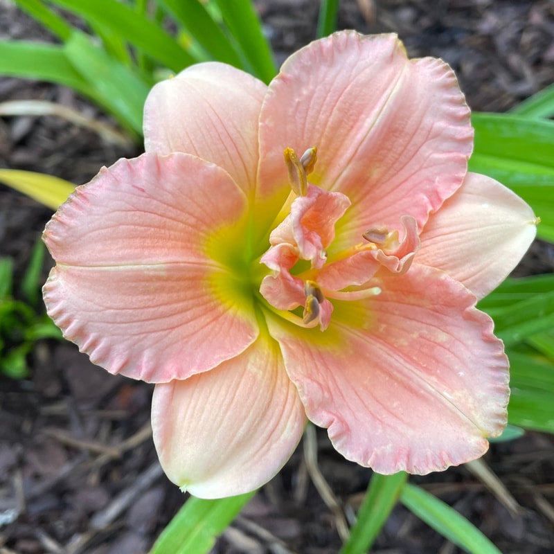 Siloam Double Classic daylily bloom