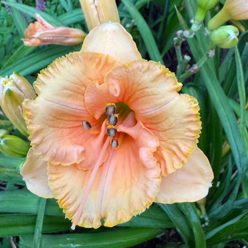 Spacecoast Tiny Perfection daylily bloom