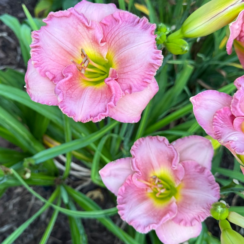 Blue Pink Beauty from Wood Branch Daylilies