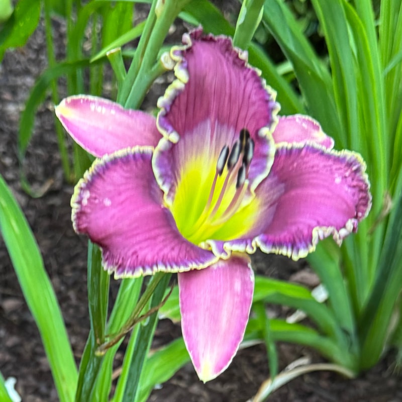 Voice of Many Waters daylily bloom