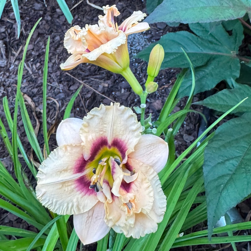 Dewy Sweet daylily bloom