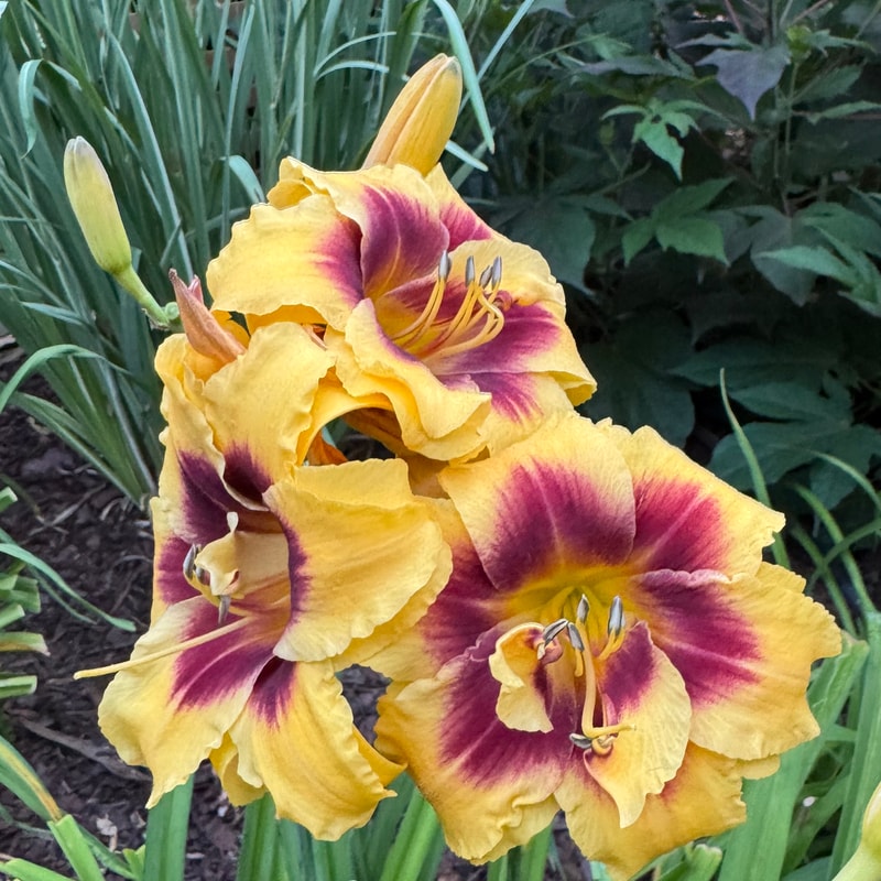 Double Discovery daylily bloom