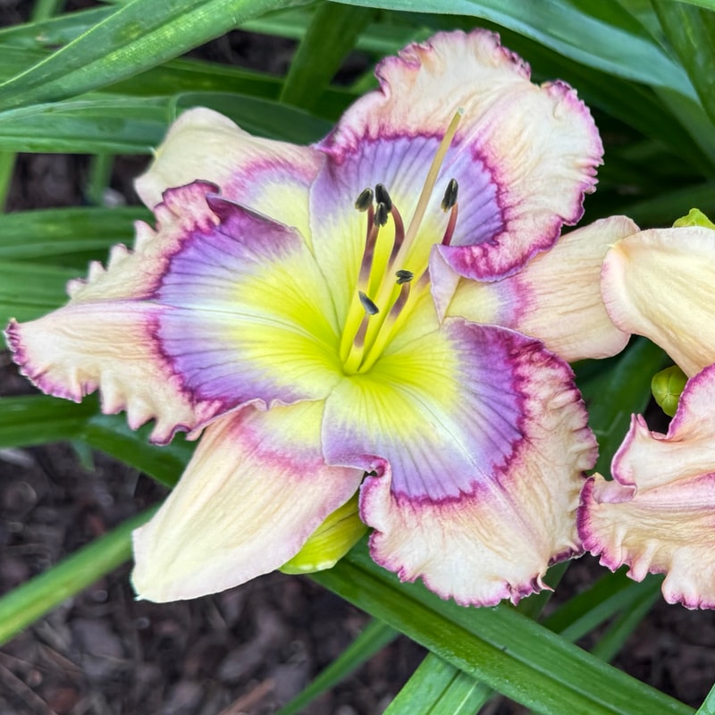 Outer Space from Wood Branch Daylilies