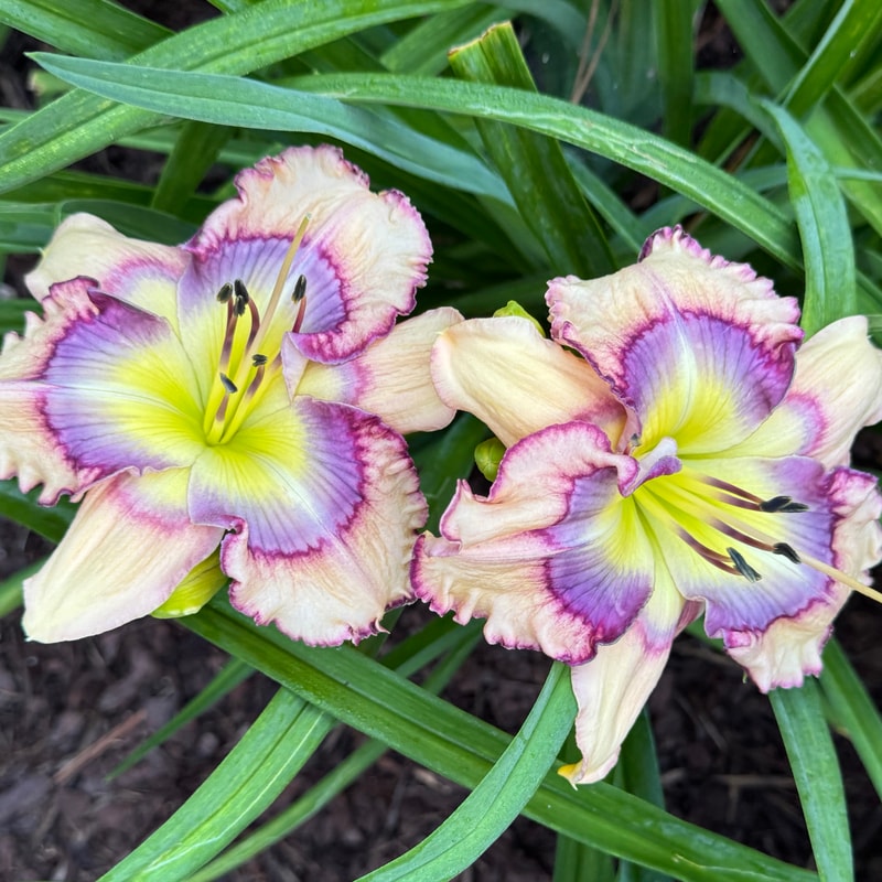 Outer Space daylily bloom
