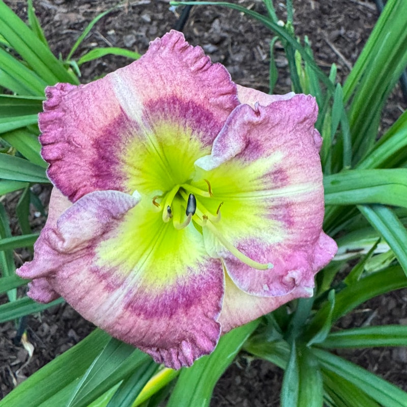 Magic Combination daylily bloom