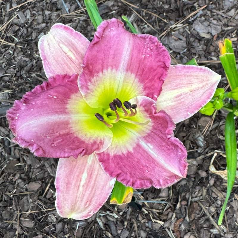 Asheville Encore daylily bloom