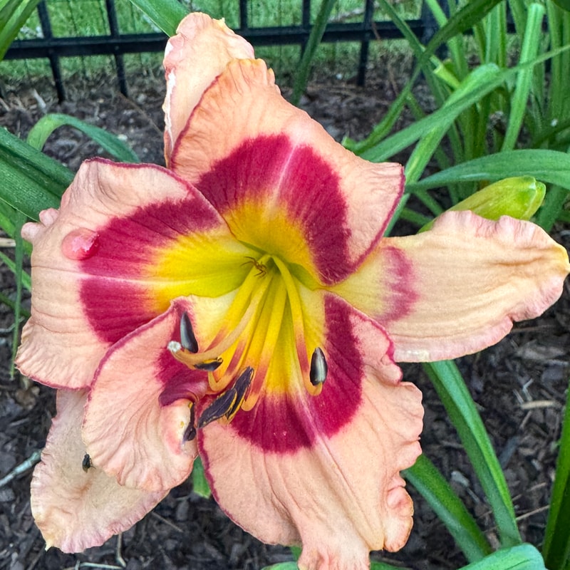 Kawinkidink daylily bloom