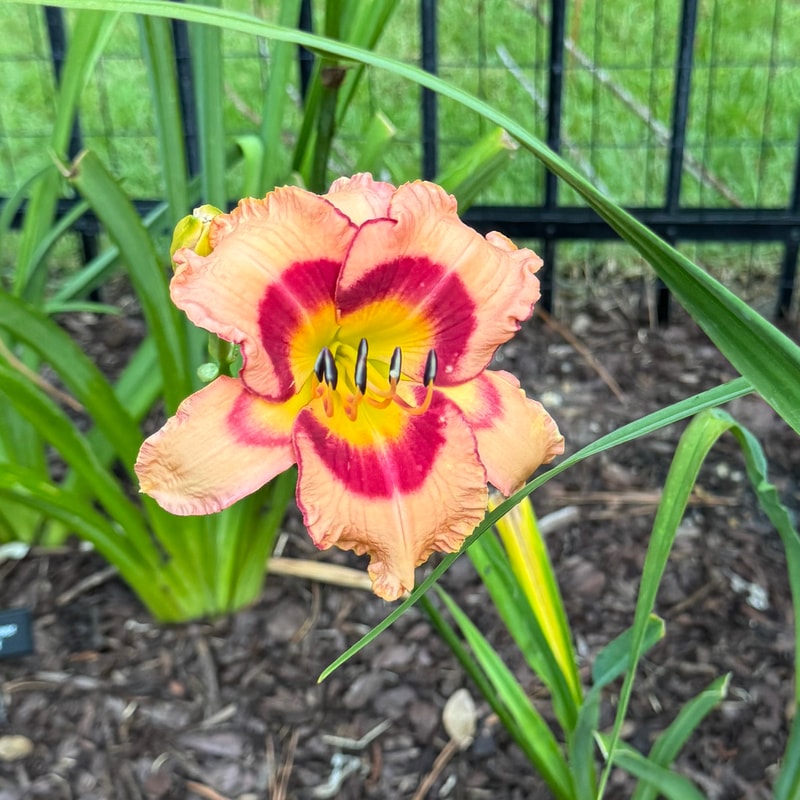 Kawinkidink from Wood Branch Daylilies