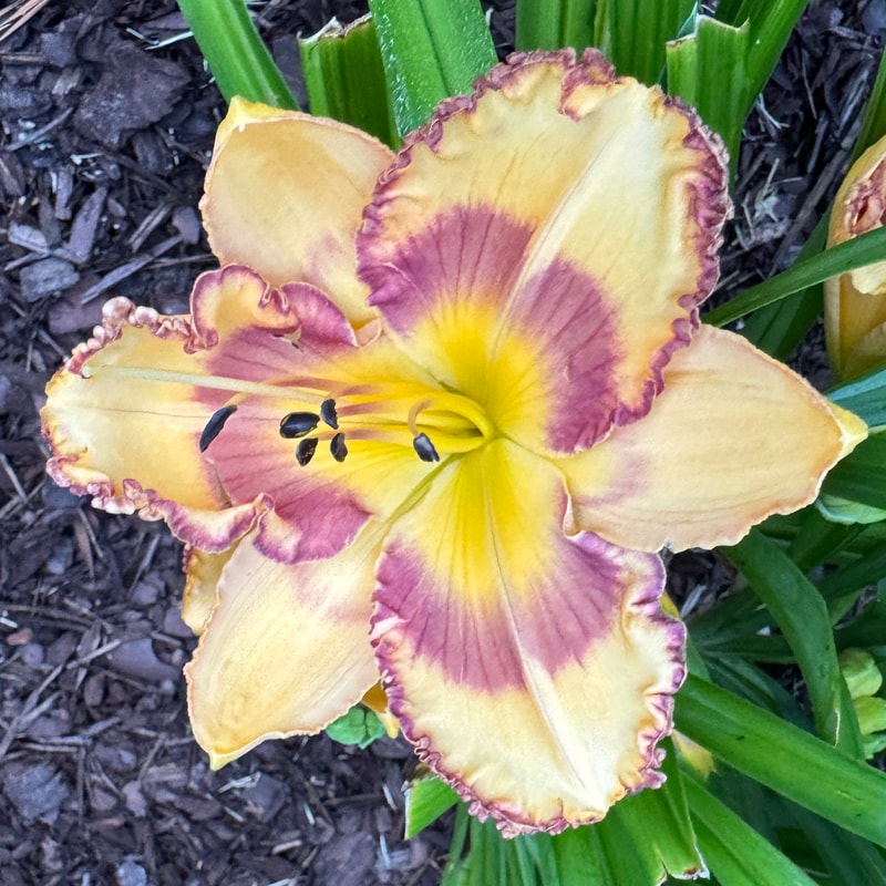 Autumn Romance daylily bloom