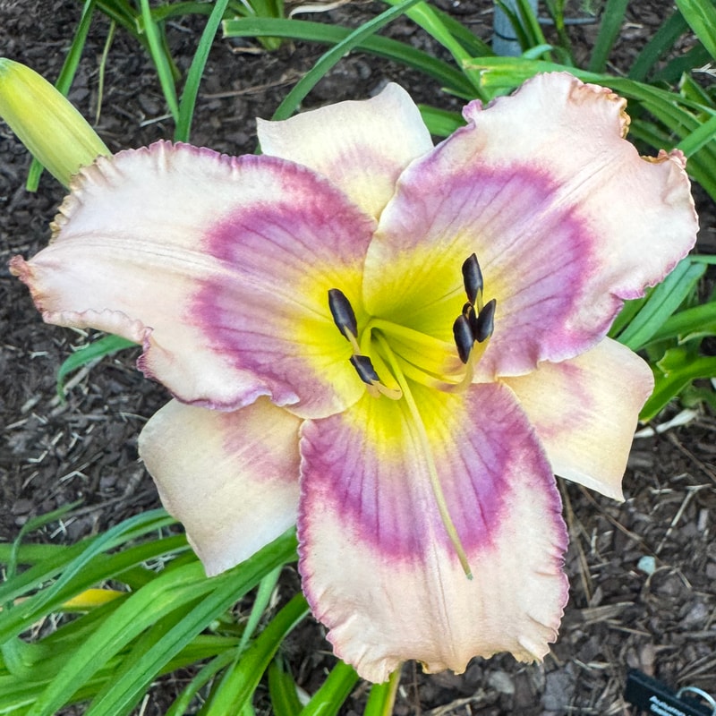 Cinderfella daylily bloom