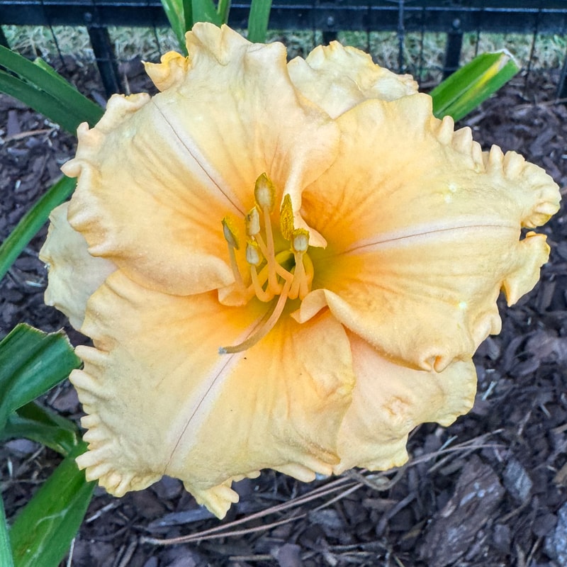 Fondues and Dont's daylily bloom