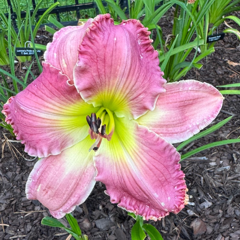 Rose Victorious daylily bloom