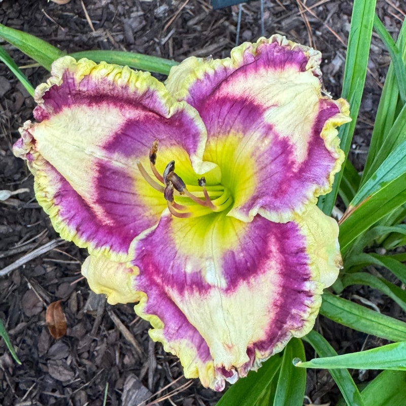 Color Crazy daylily bloom