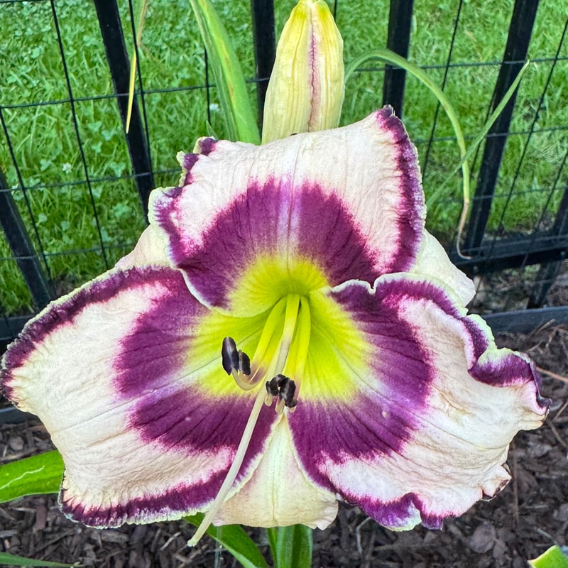 A Few Good Men daylily bloom