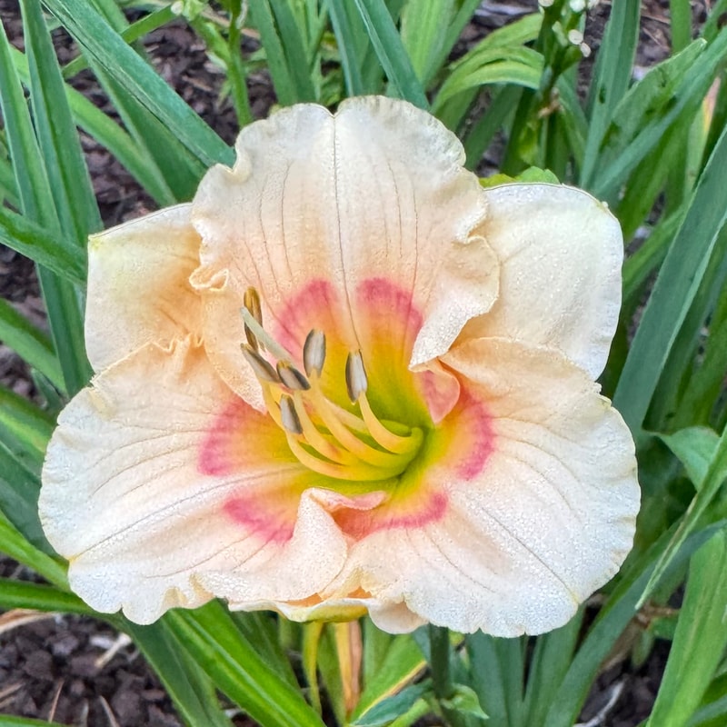 Siloam Baby Talk daylily bloom