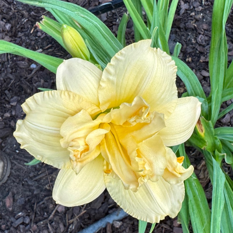 Castle Double Ivory daylily bloom