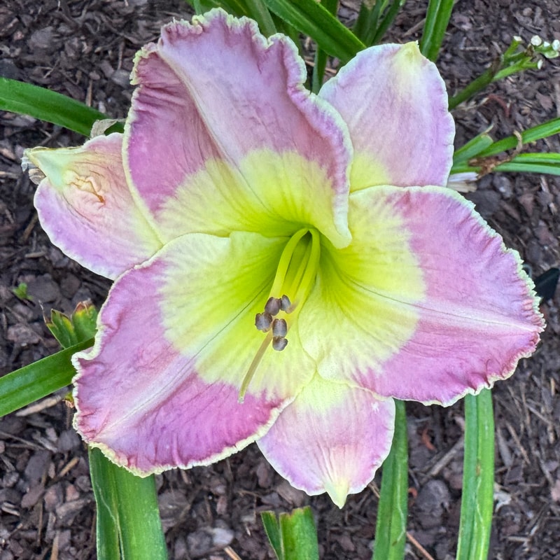 Ava Gardner daylily bloom
