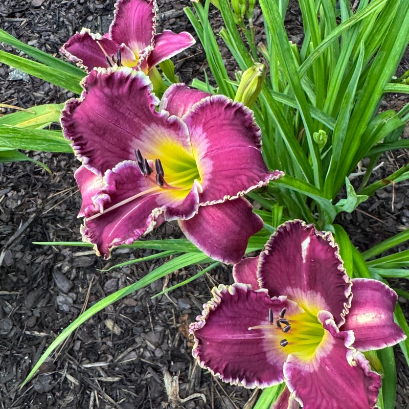 Riders of the Storm daylily bloom