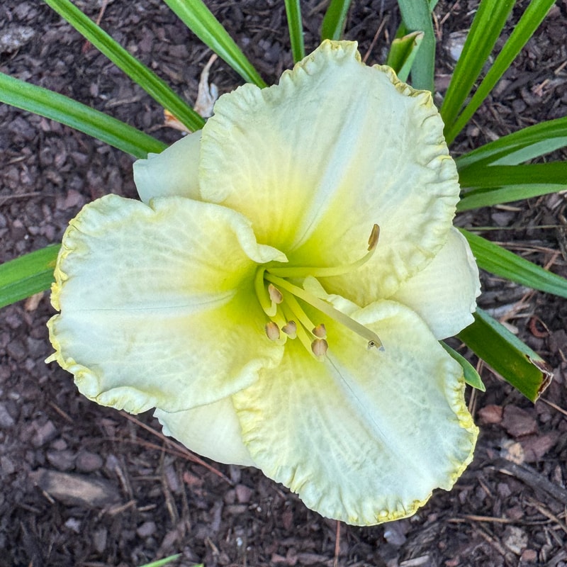 Alberta Clipper daylily bloom