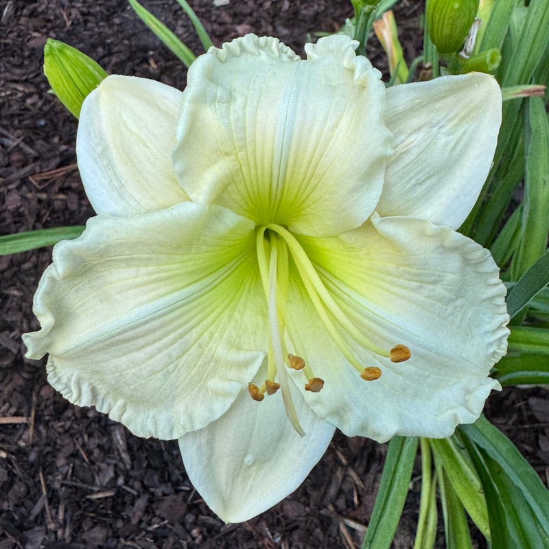 Olive Wilson daylily bloom