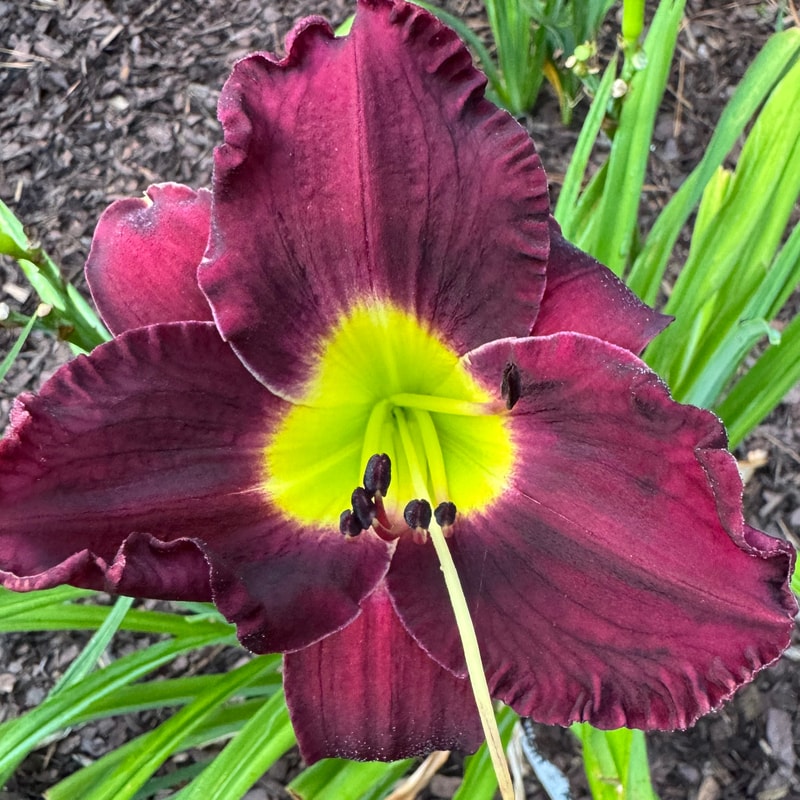 Ashwood Still Night daylily bloom